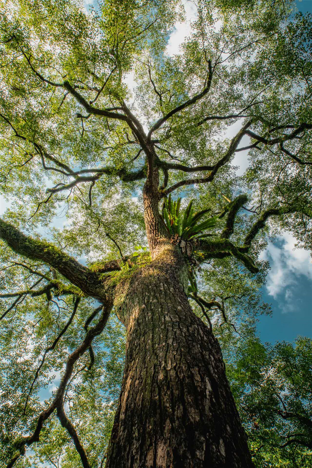 AF 10mm F2.8